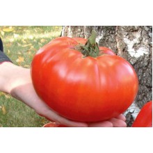 Редкие сорта томатов Сибирский Килограмм